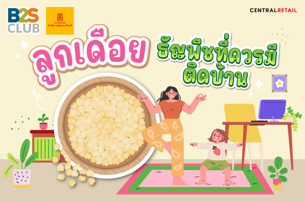 ลูกเดือย, ธัญพืช, superfood, ลูกเดือยประโยชน์, เรื่องน่ารู้