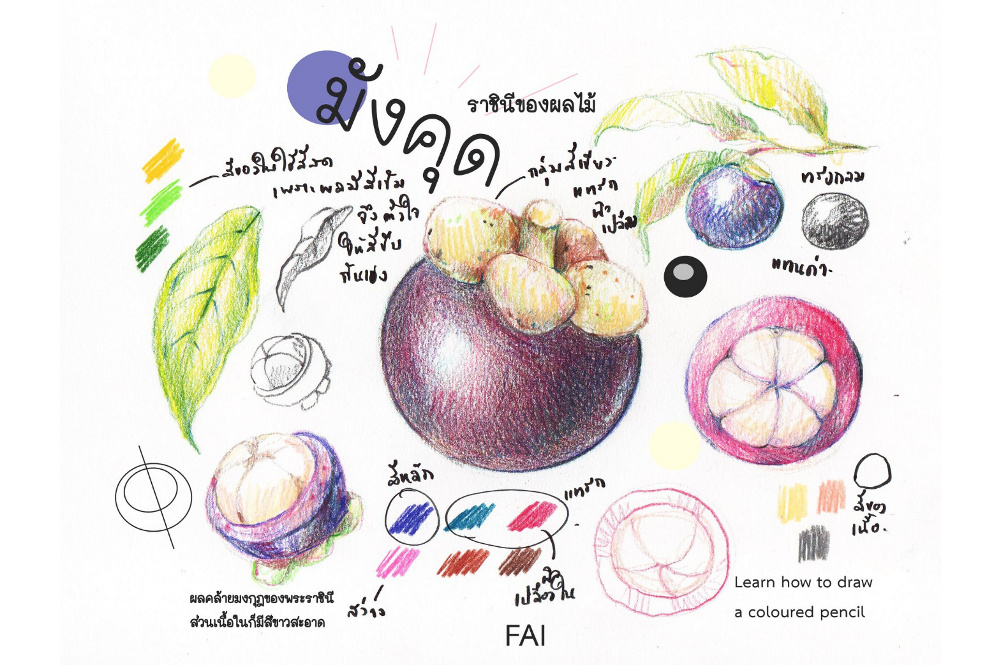 เทคนิคสีไม้กับการวาดภาพชุดผลไม้