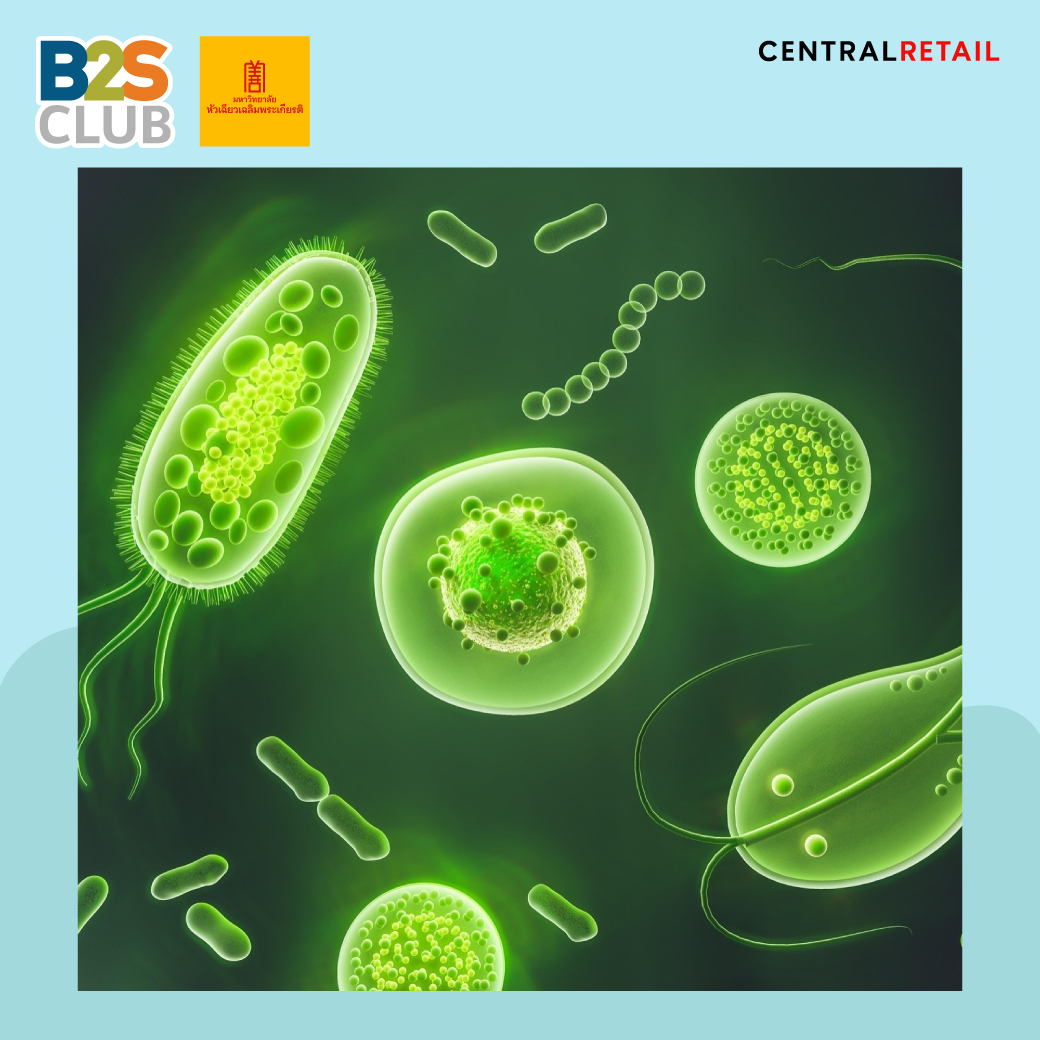 พยาธิหอยโข่ง, พยาธิปอดหนู